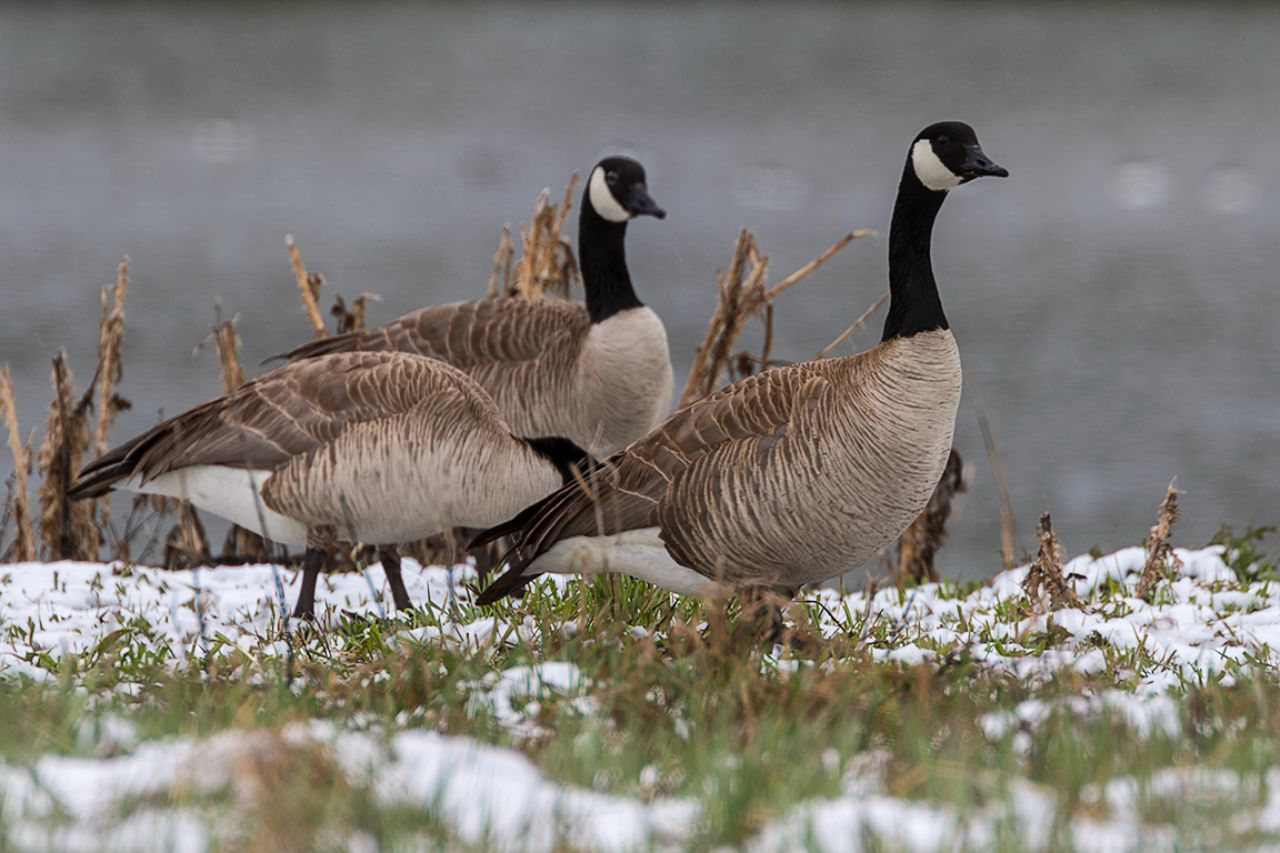 Barnaclas canadienses