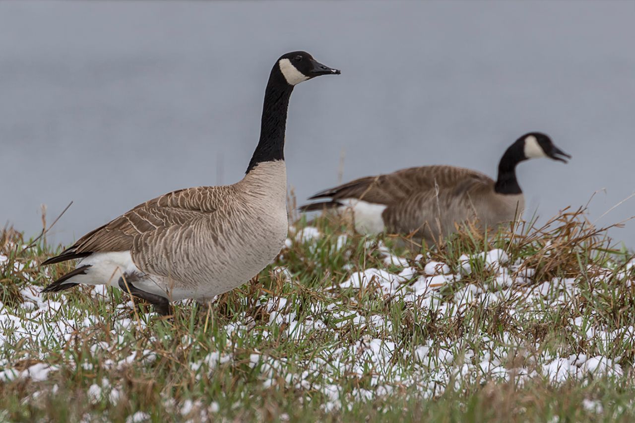 Barnaclas canadienses