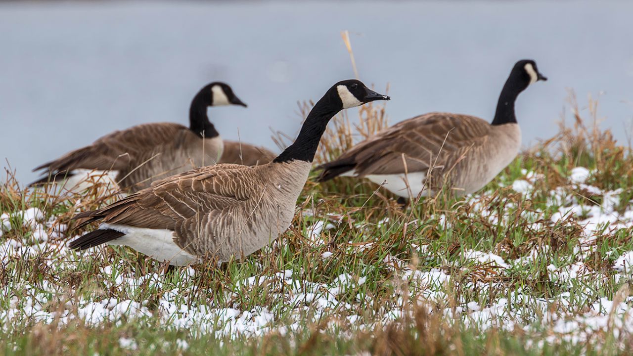 Barnaclas canadienses