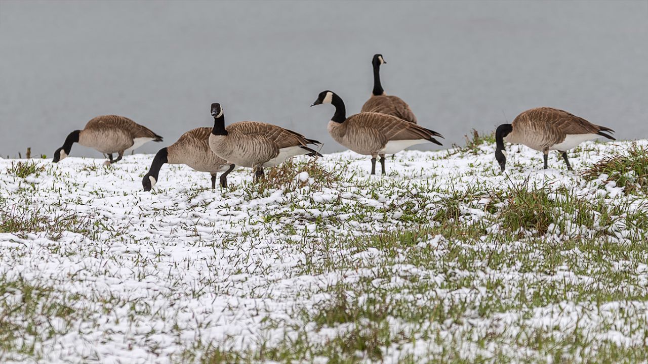 Barnaclas canadienses