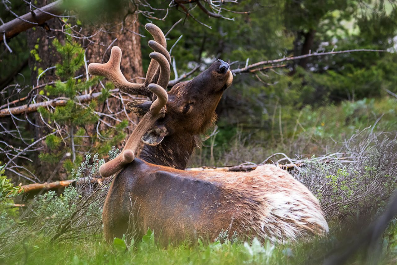 Macho de elk