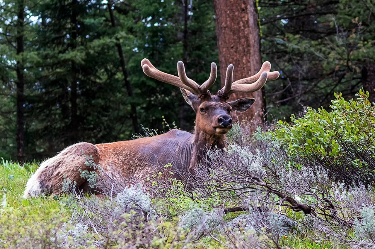 Macho de elk