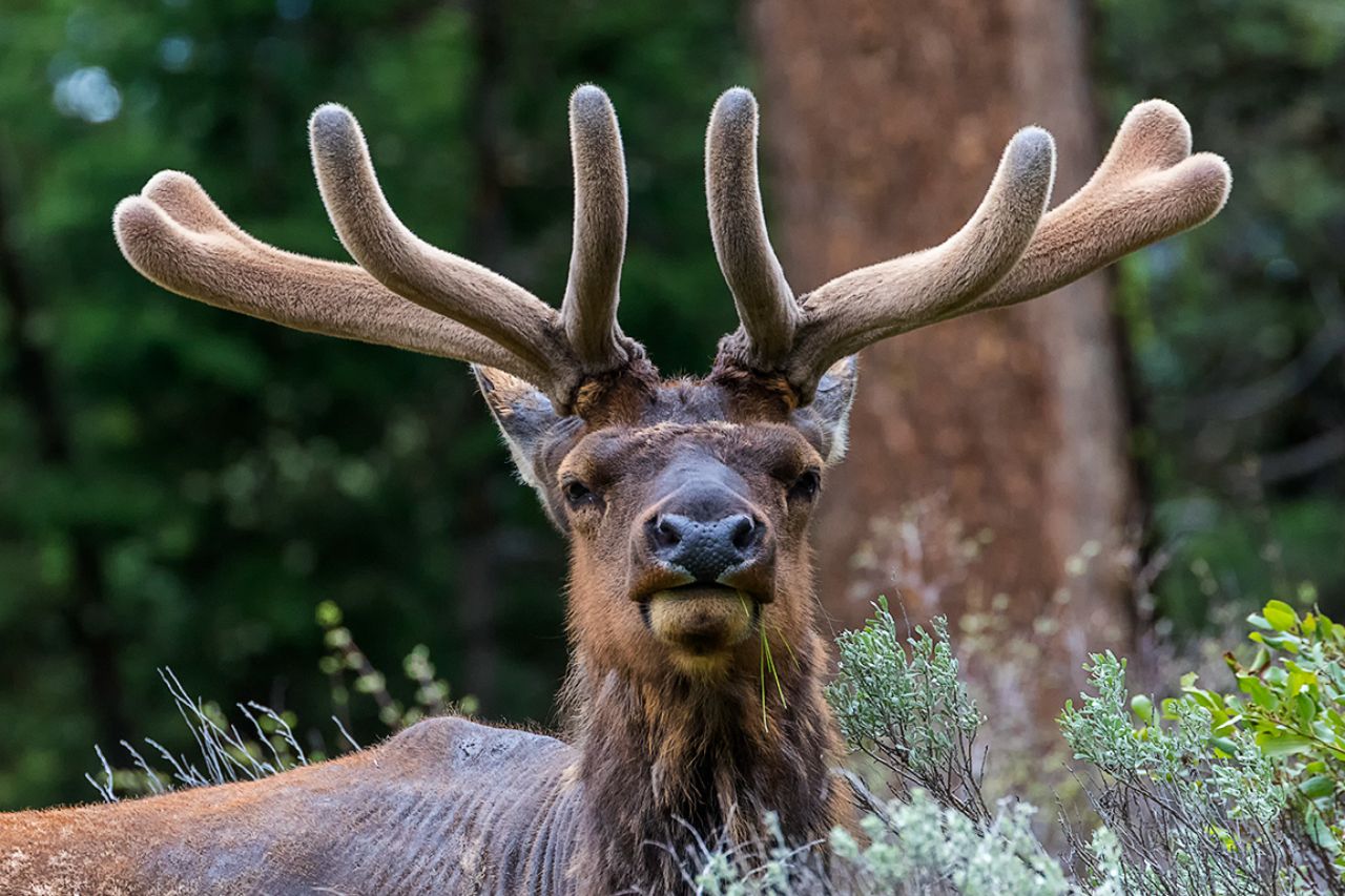 Macho de elk