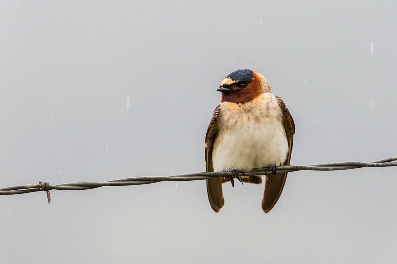 Golondrina risquera o alfarera