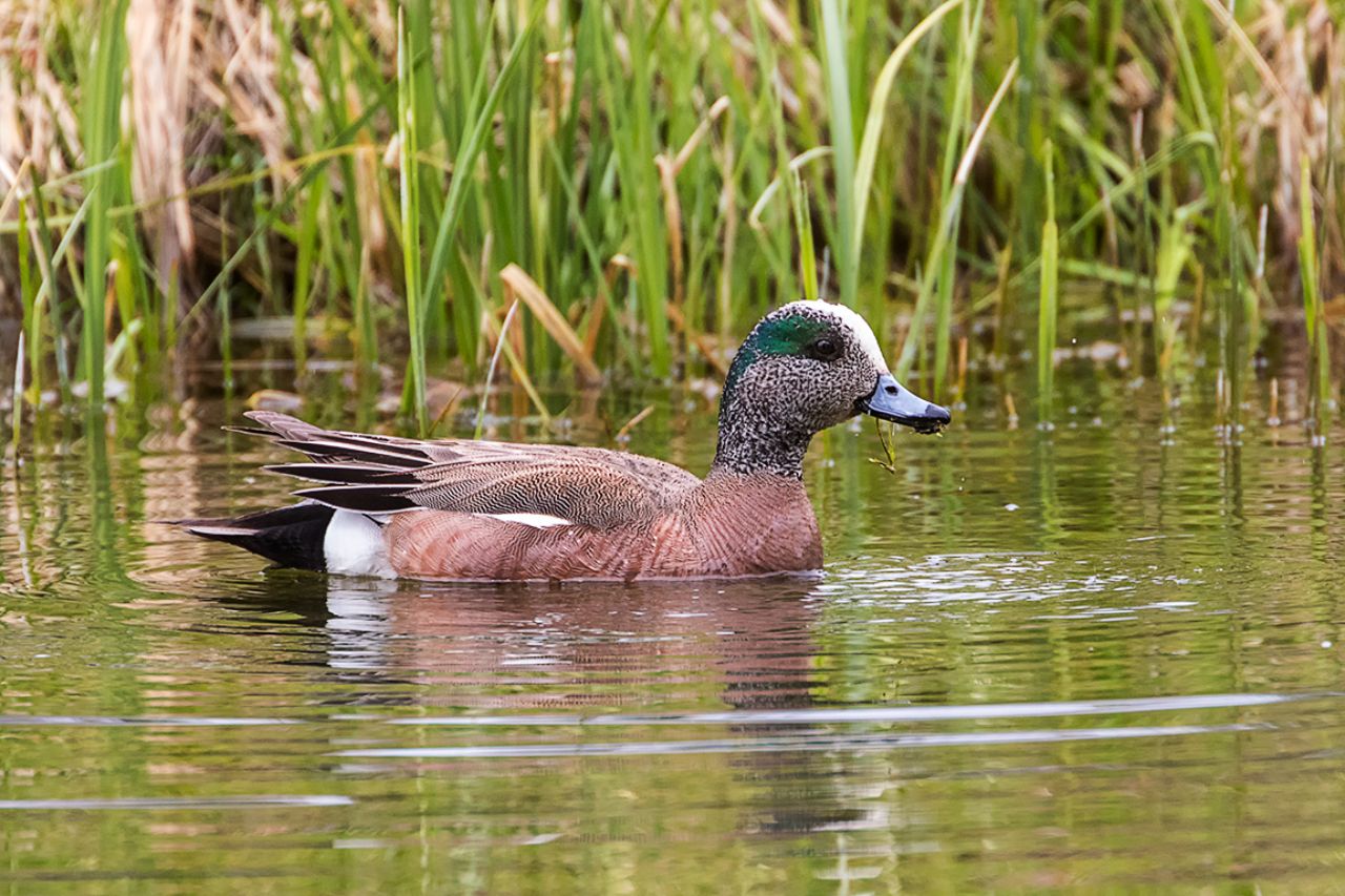 Ánade silbón americano m.