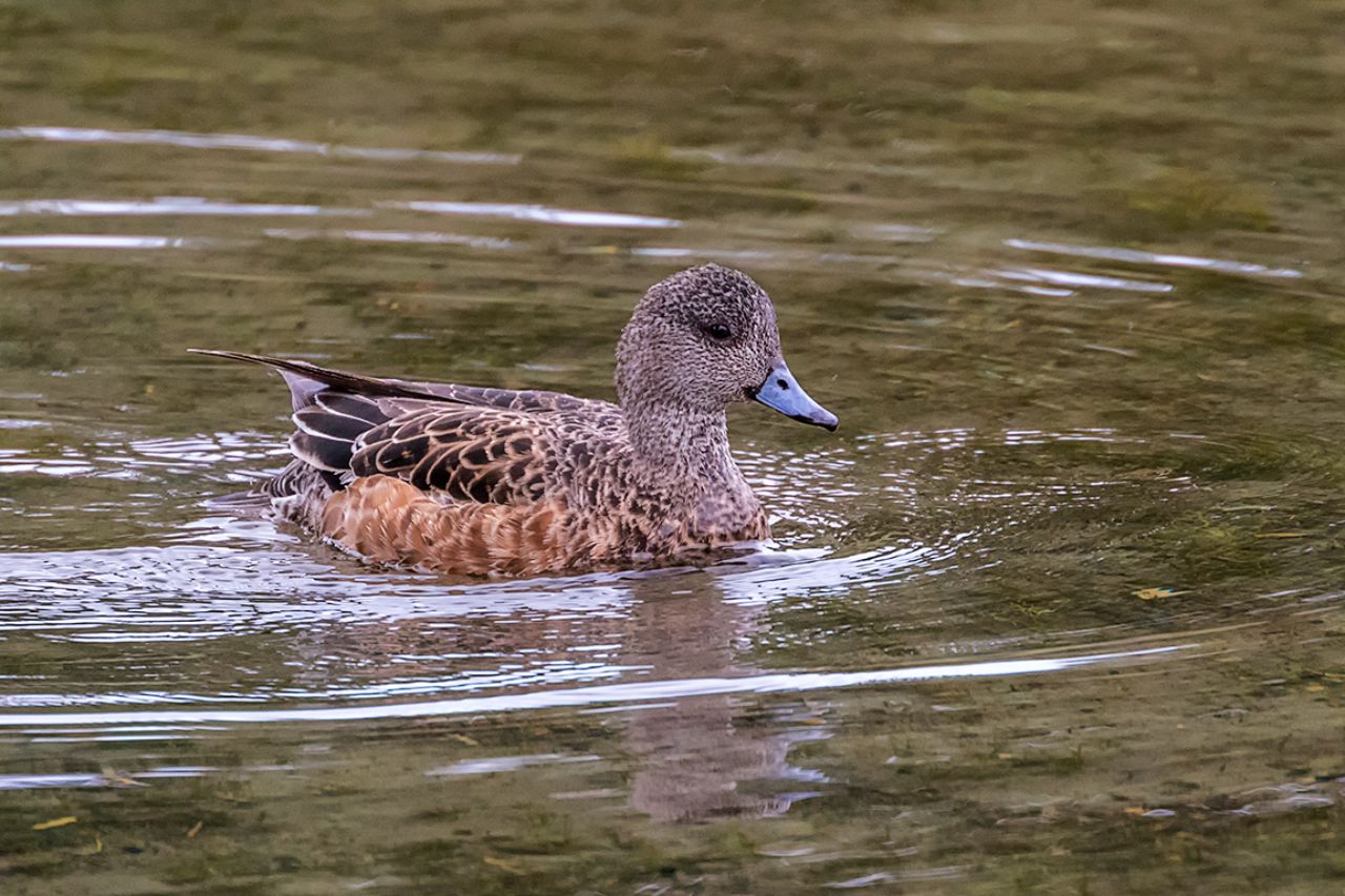 Ánade silbón americano h.