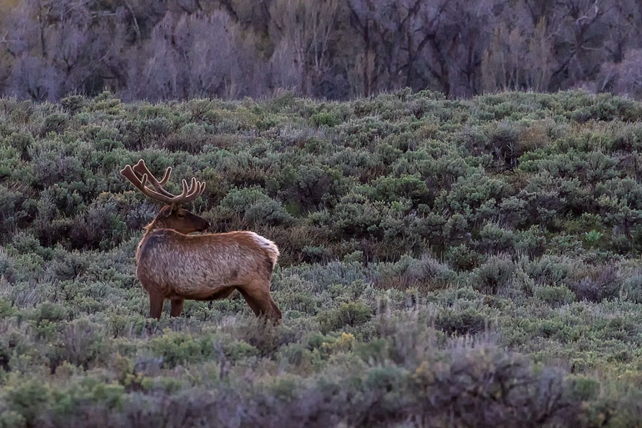 Elk
