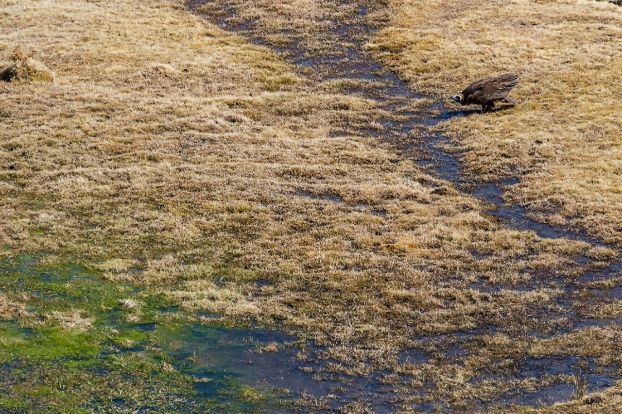 Un buitre negro bebiendo