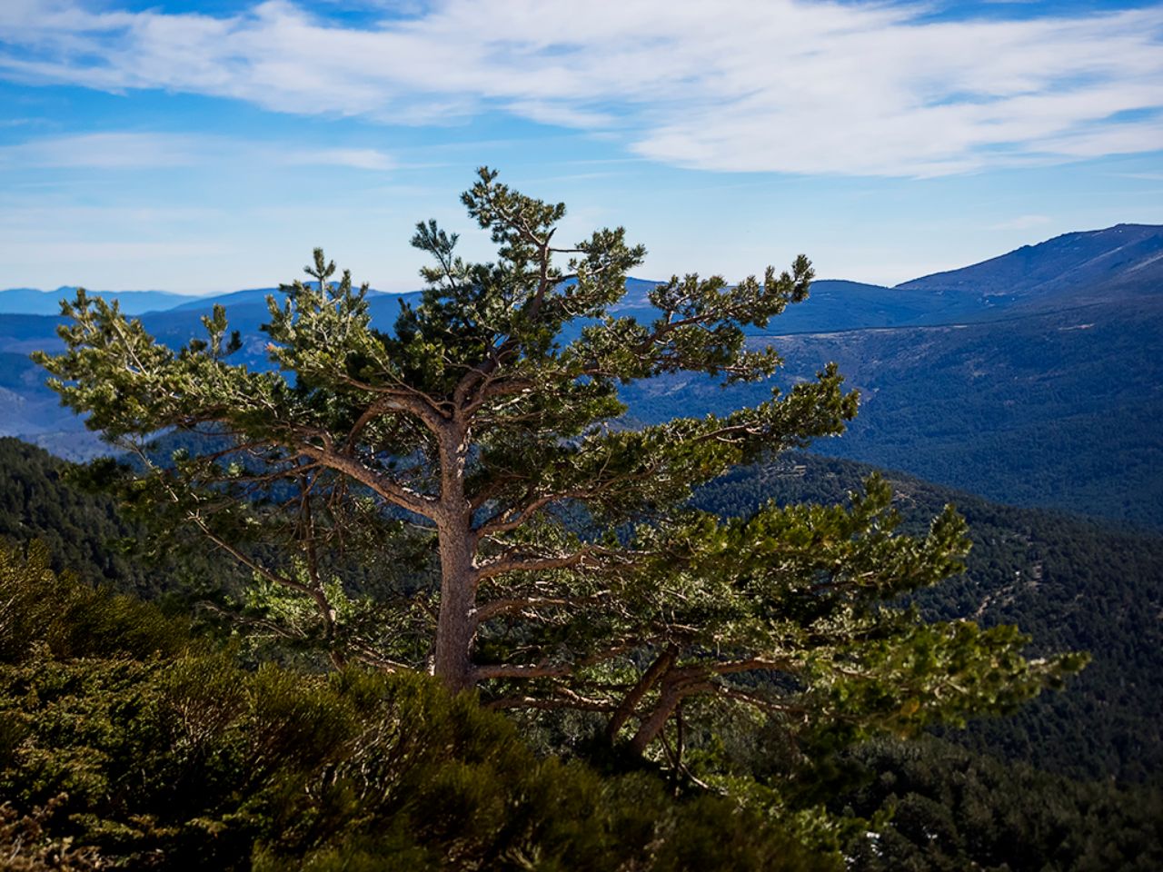 Un testigo permanente