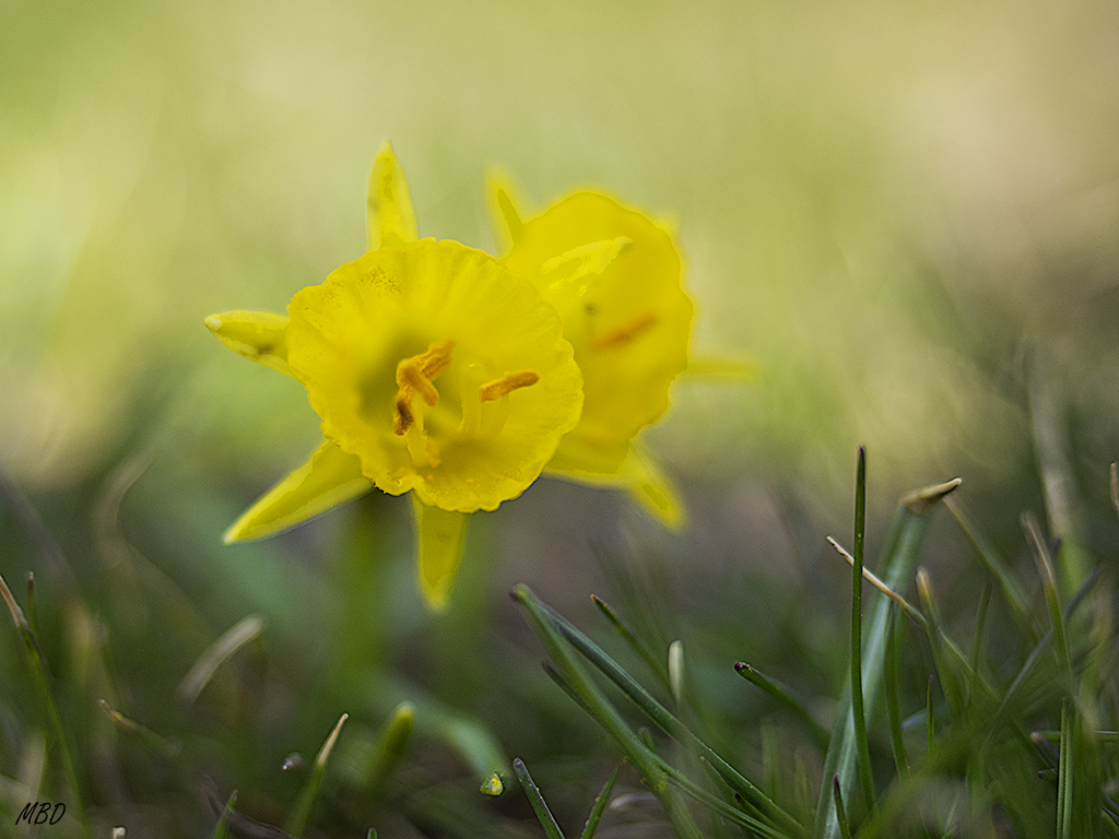 Sierra de Ayllón, abr2017