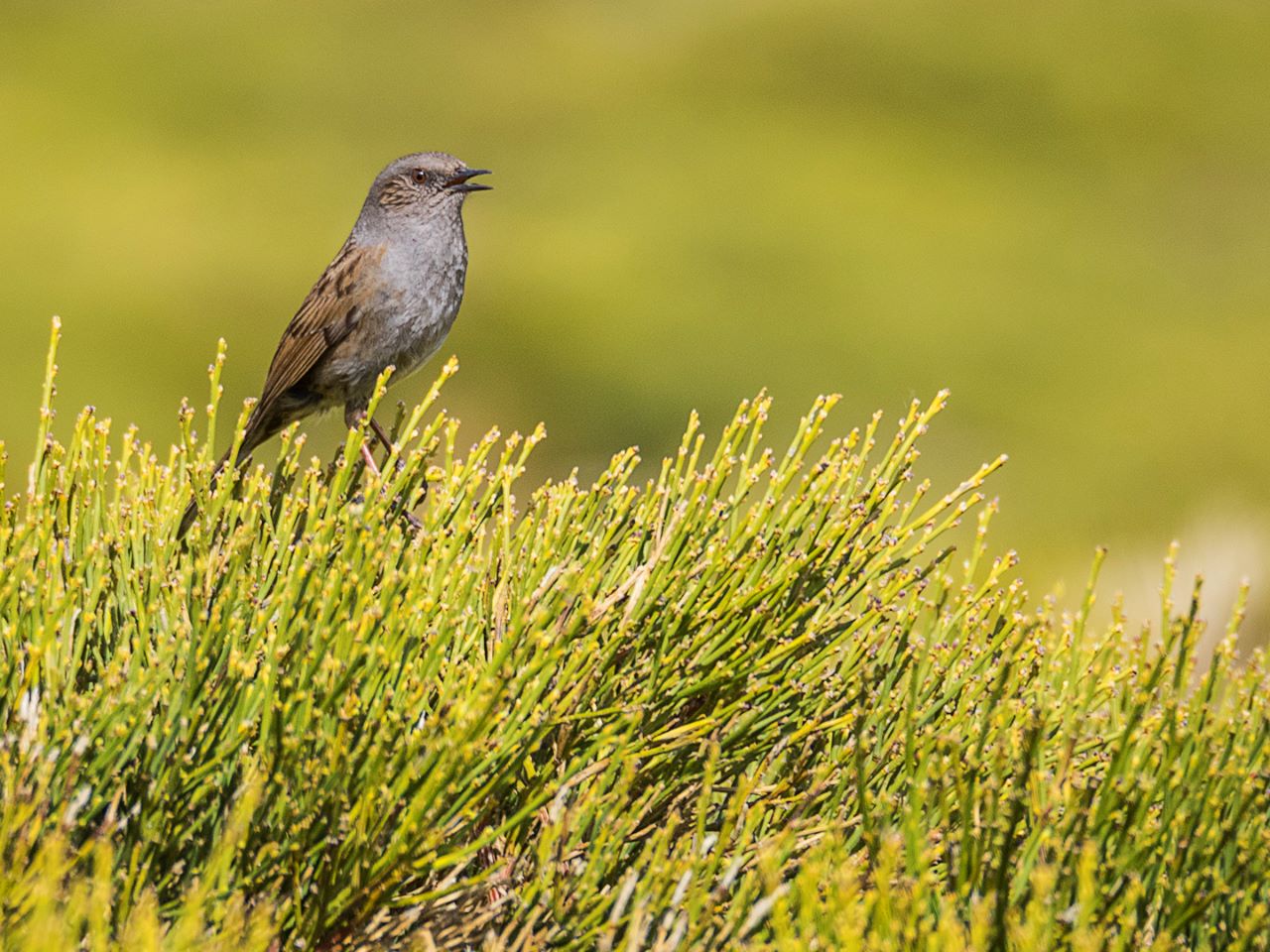 El escalerón, may2017