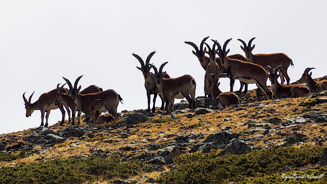 Navacerrada, Bola, oct2017.