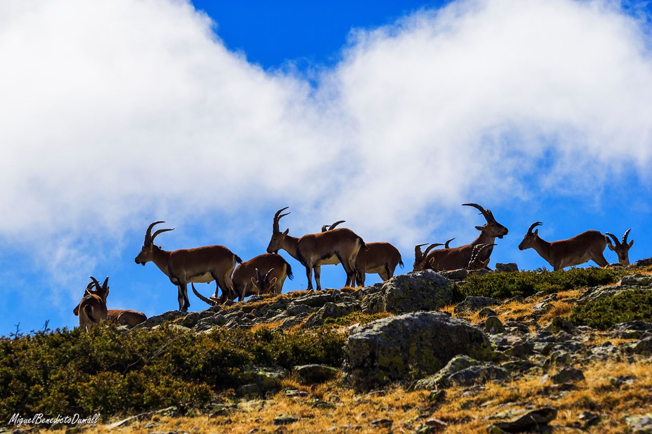 Navacerrada, Bola, oct2017.