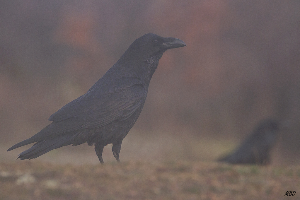 Frío y niebla. Ambiente tenebroso.