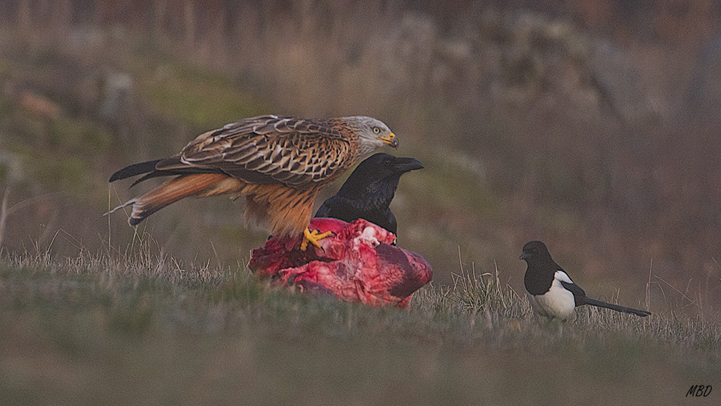 Antes de que lleguen los buitres, el real domina