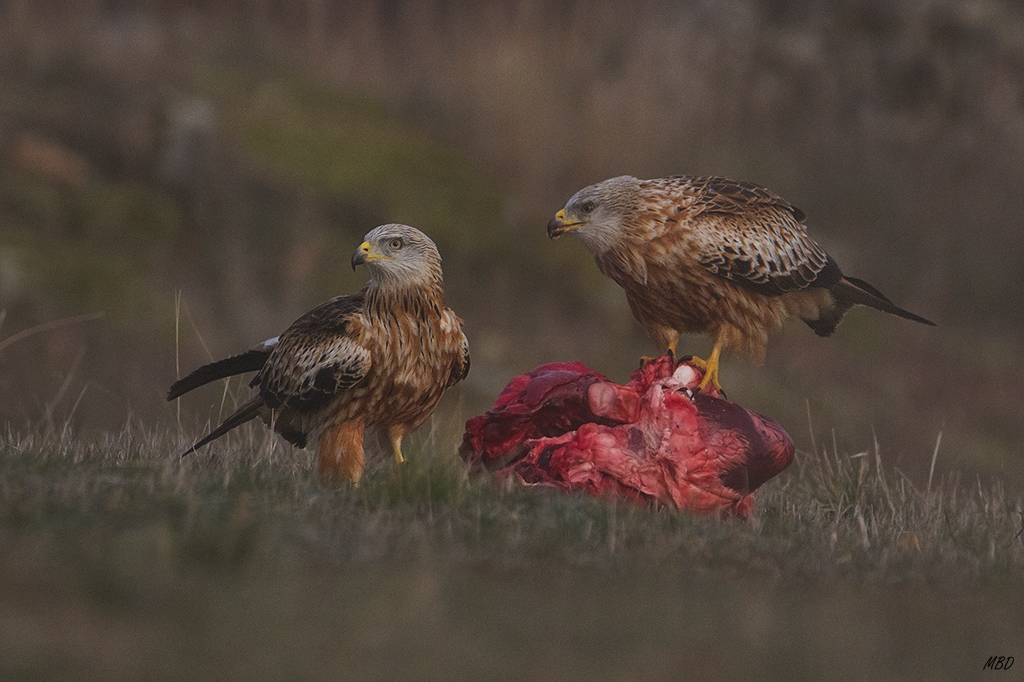 Hasta tres de ellos bajaron