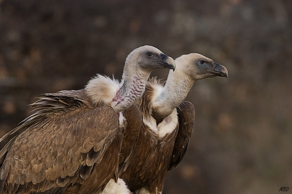 Cuando llegan, señorean