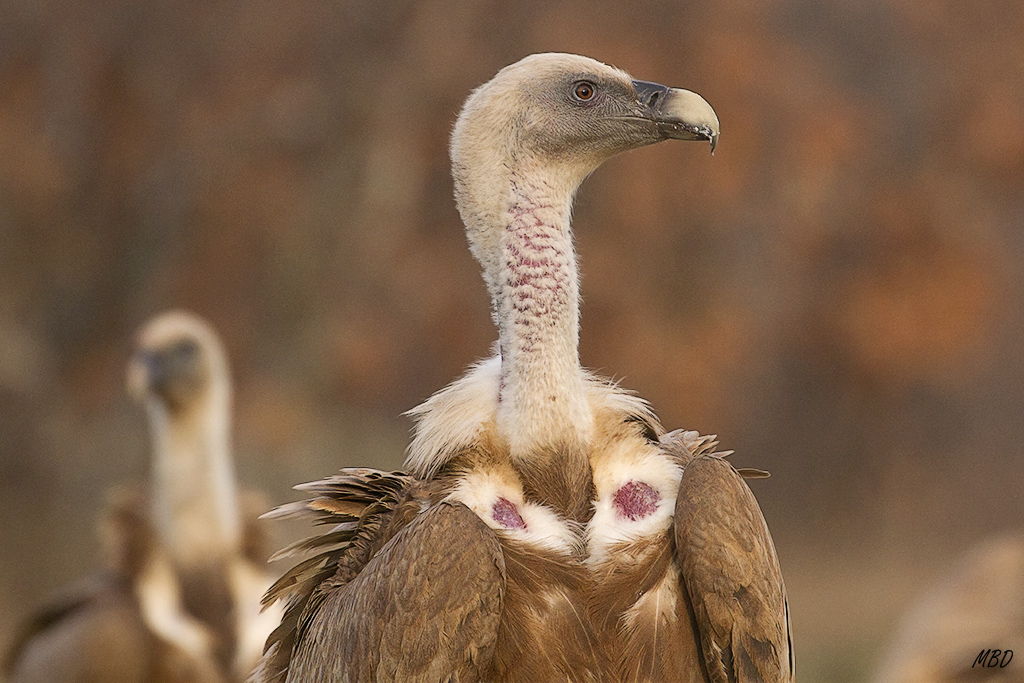 Y siguen llegando...