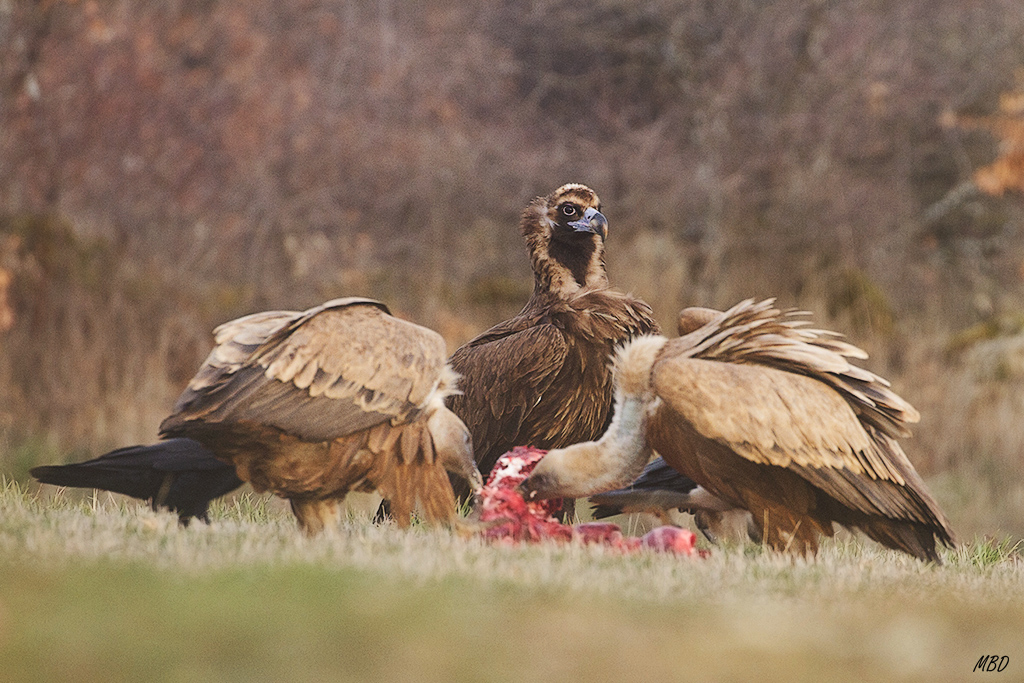El "monje" acude al festín