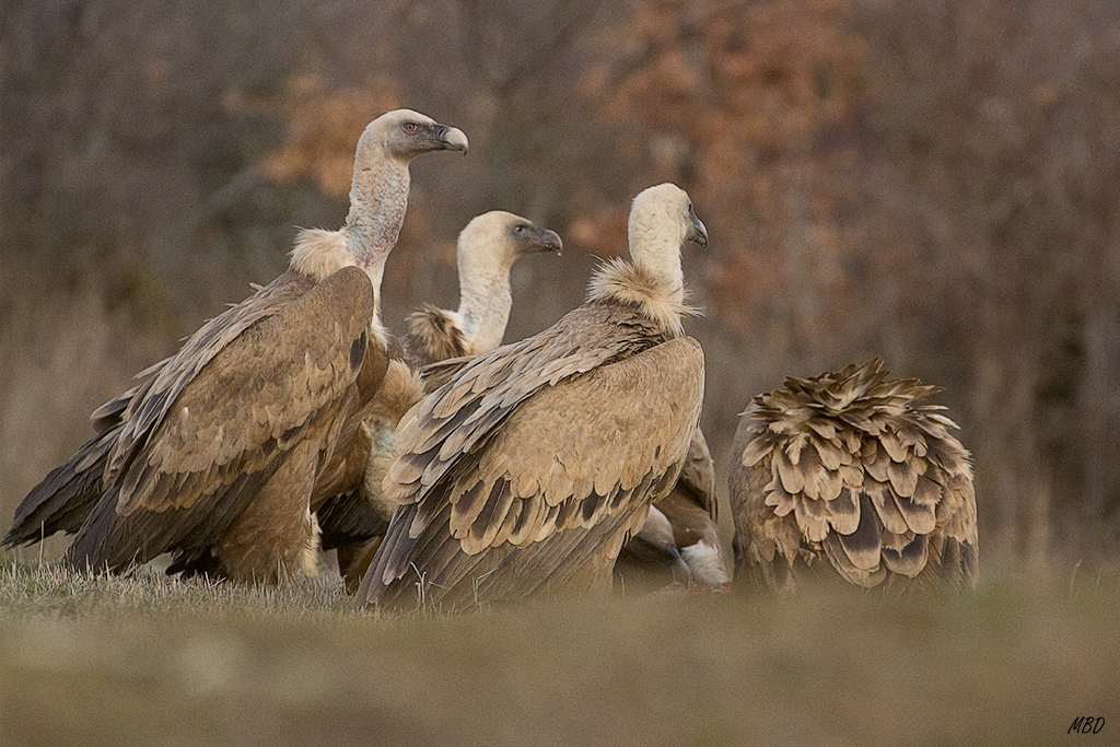 Ya son más de quince