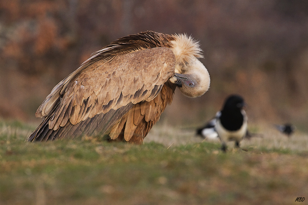 Acicalándose tras el banquete