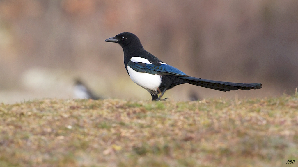Plumaje atractivo, reflejos metálicos