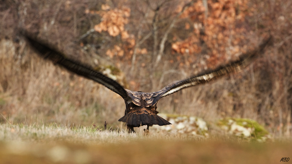 Y uno a uno, emprenden vuelo