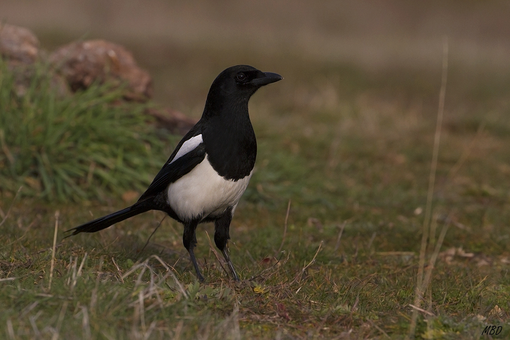 Estas se quedan finiquitando las migajas