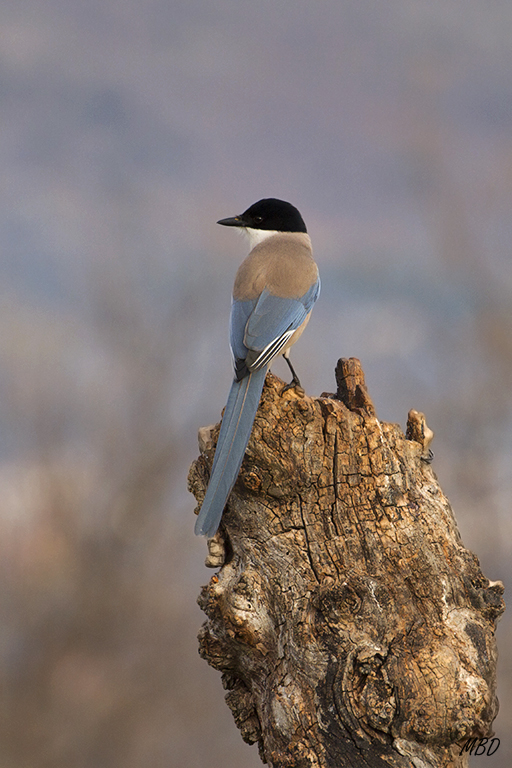 Mostrando su atractivo dorso