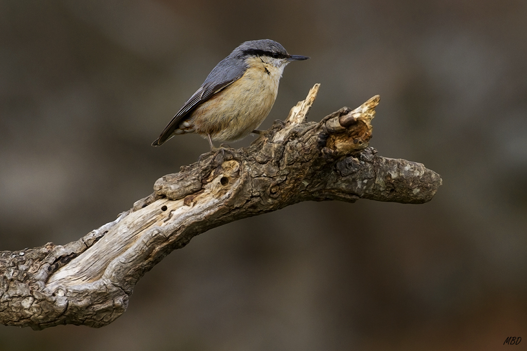 Los pequeños también quieren su parte