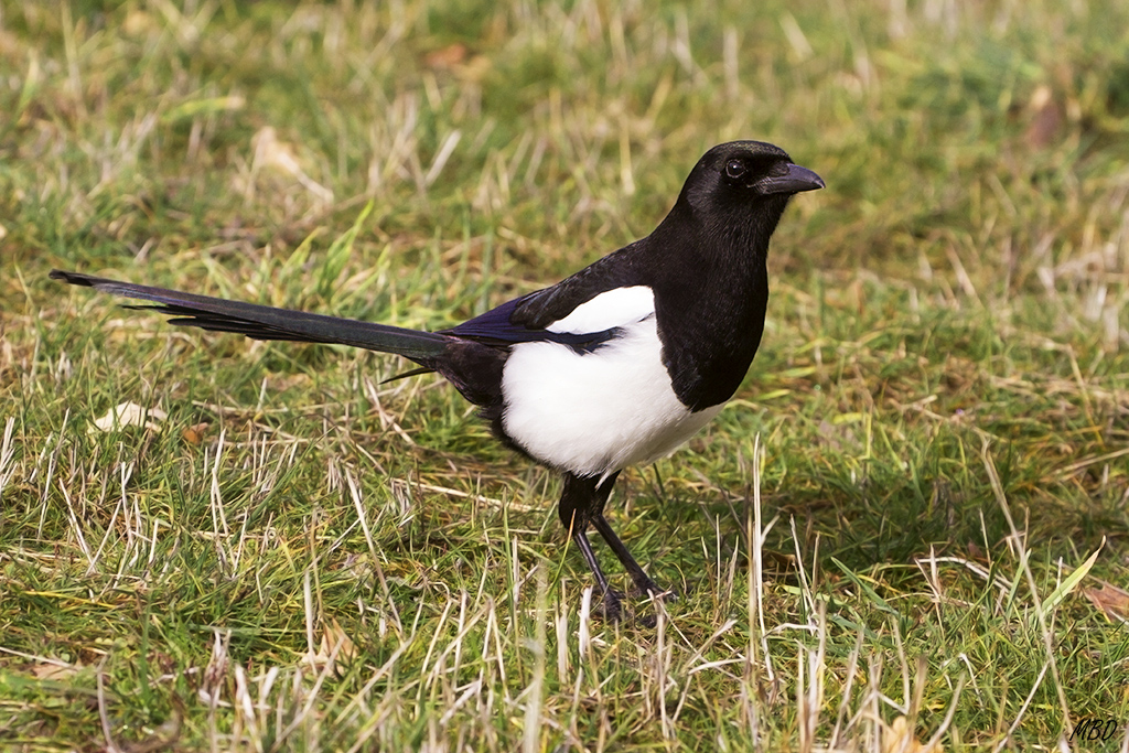 Urraca (pica pica)