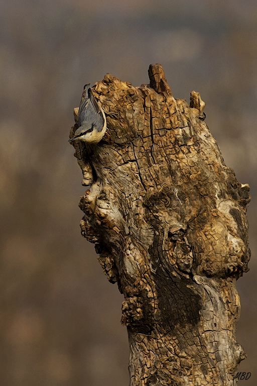 Pose típica del dardo azul