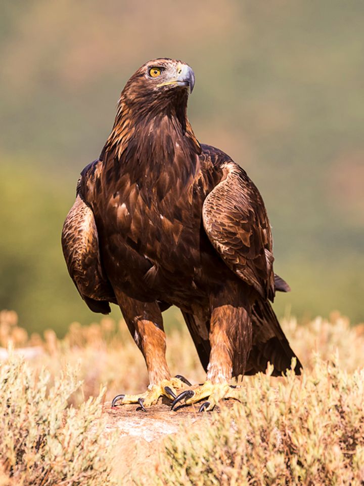 Águila real