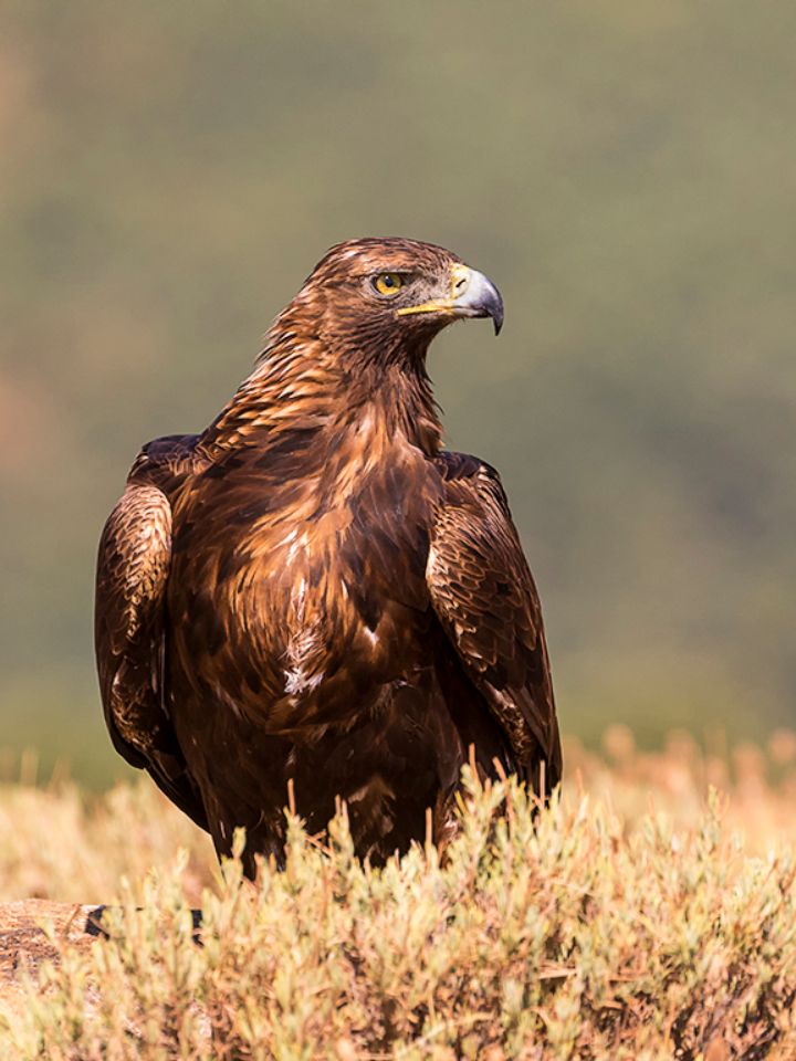 Águila real