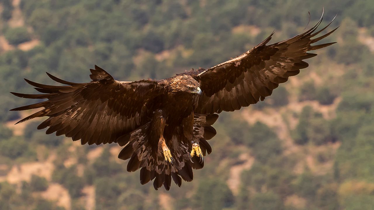 Águila real