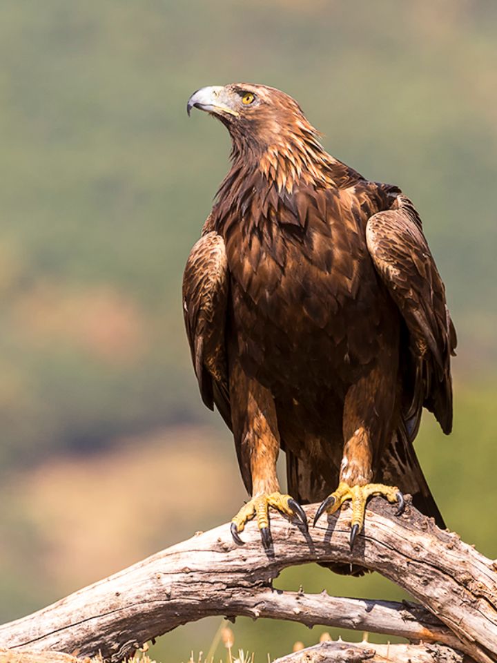 Águila real