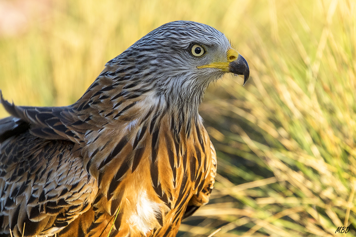 Milano real. Se dejó retratar.