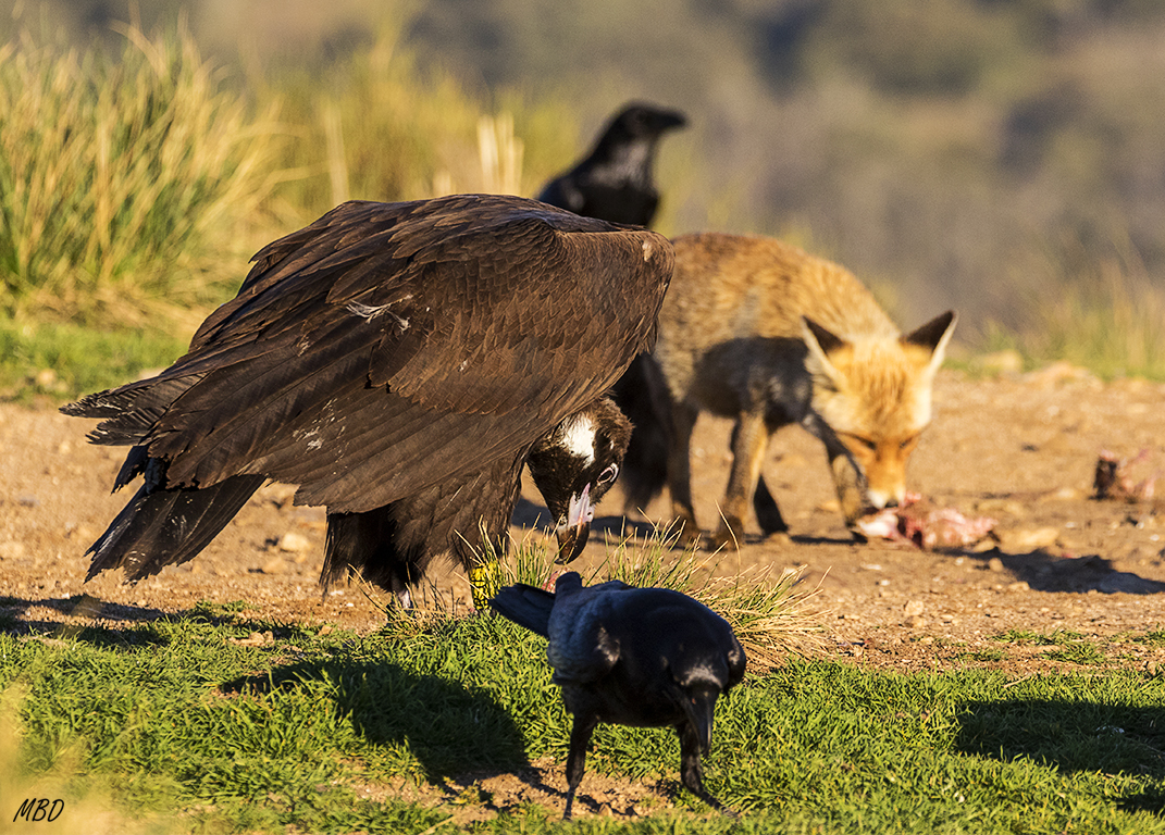 Buitre negro, zorro y cuervos