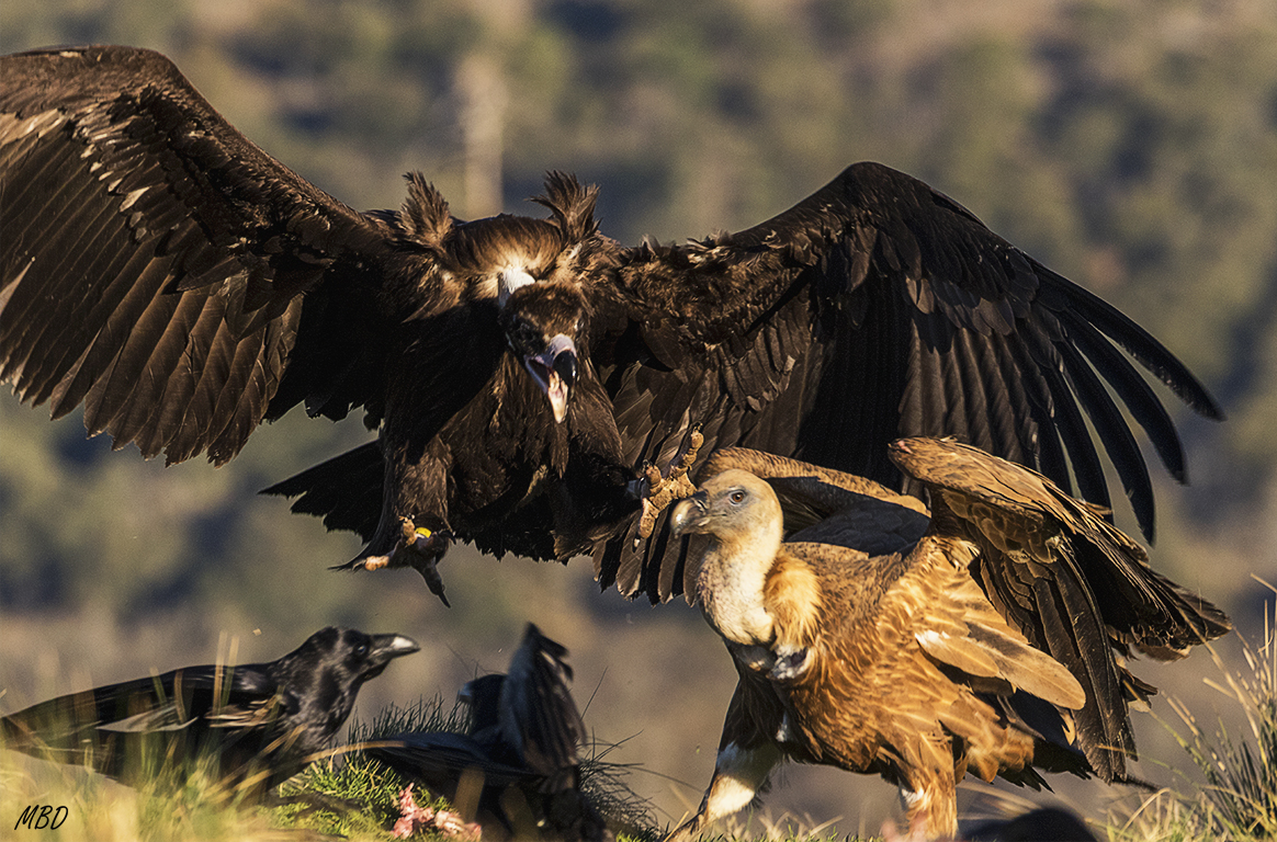 Buitre negro y leonado