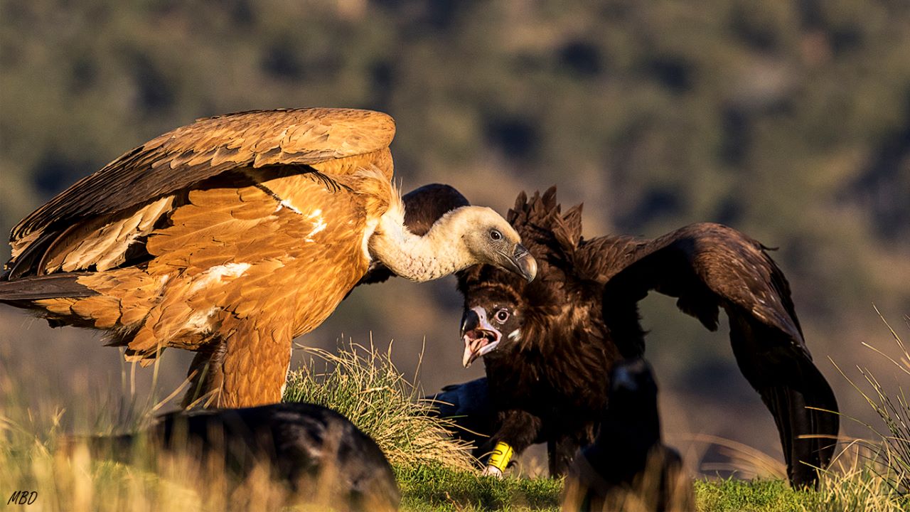 Buitre negro y leonado