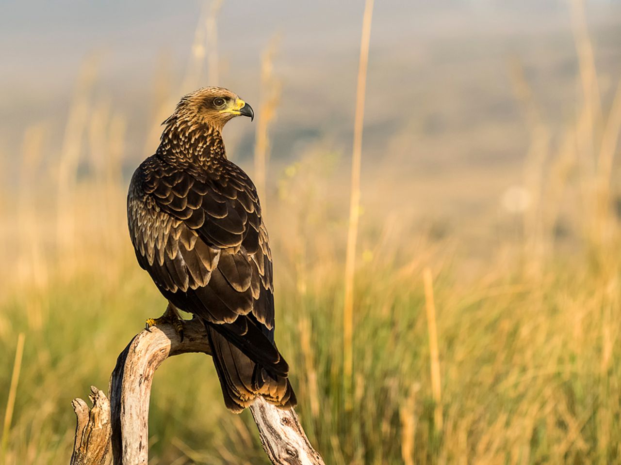 Milano negro juvenil