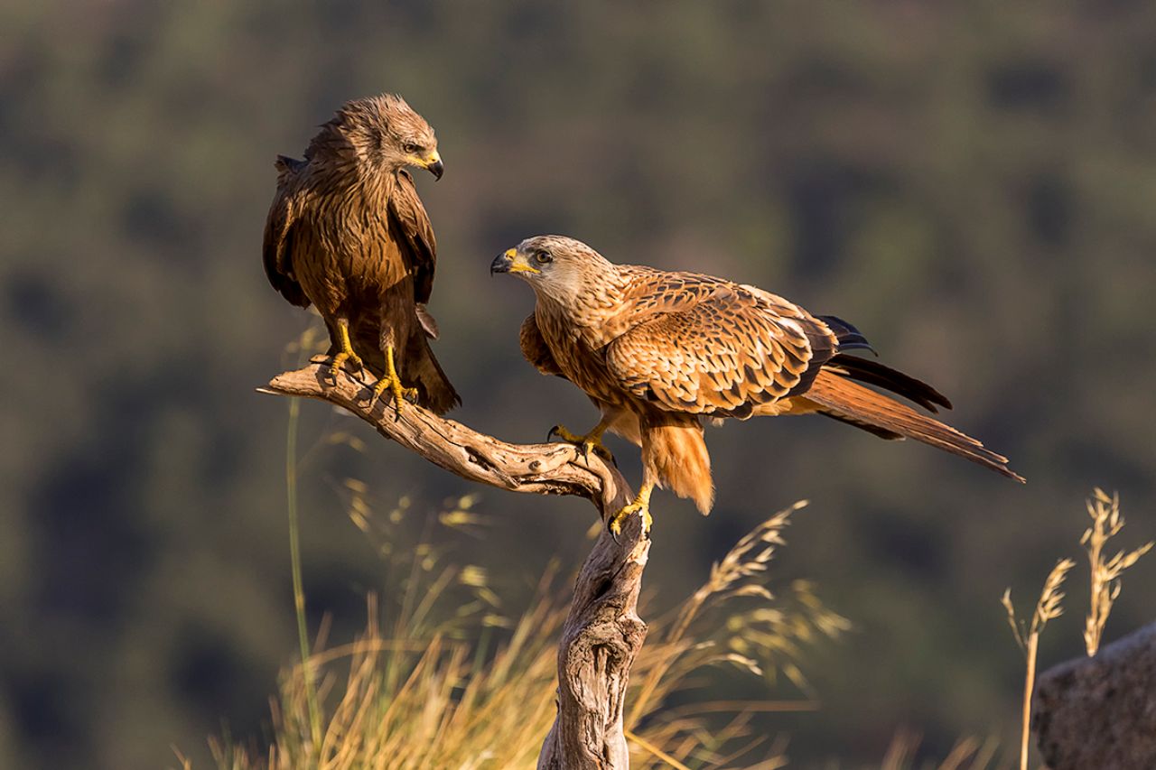 Milano negro y milano real