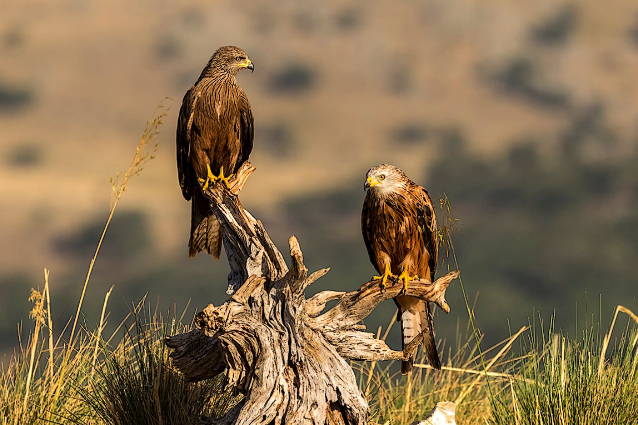 Milano negro y milano real