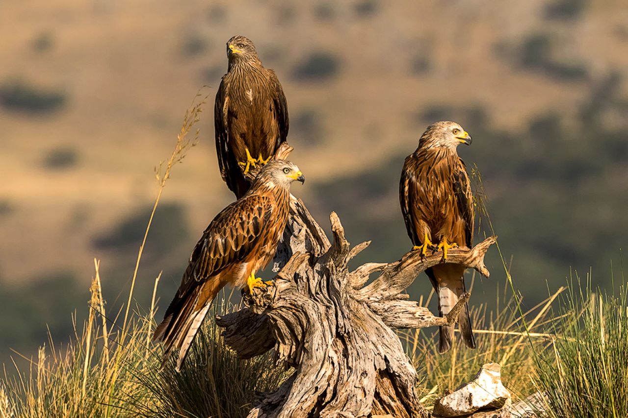 Milano negro y milano real
