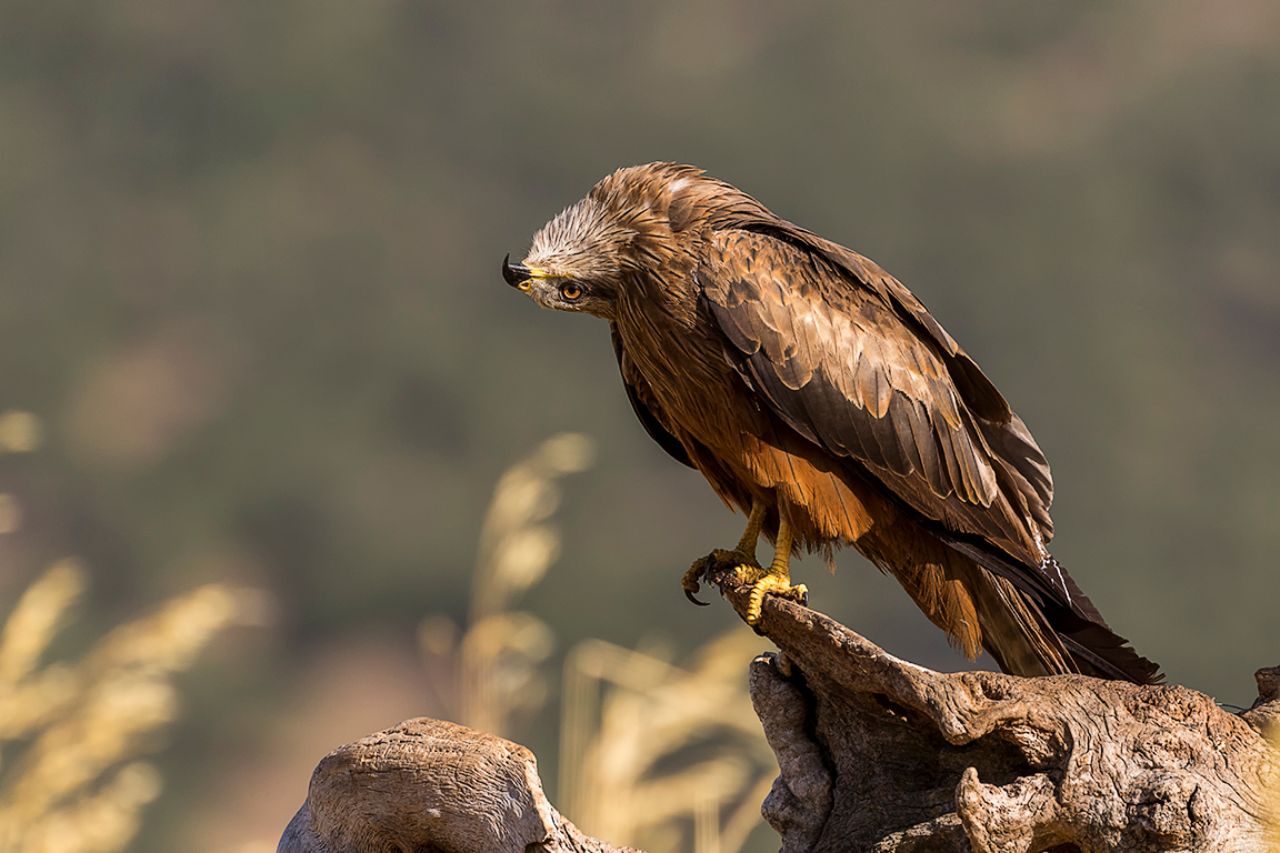 Controlando el cielo