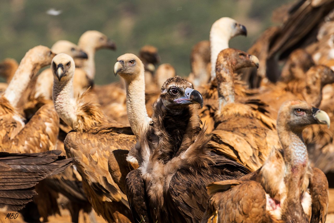Buitre negro y leonados