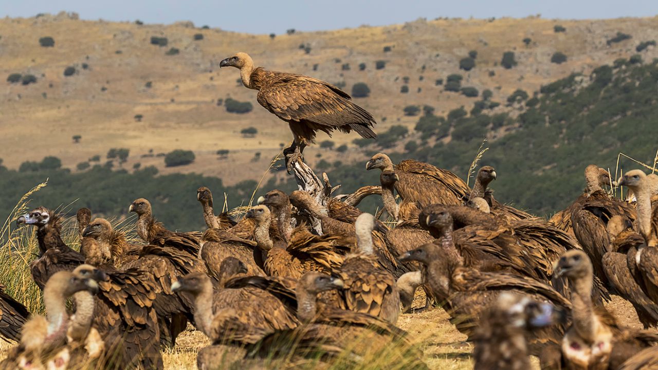 Buitres leonados y negros