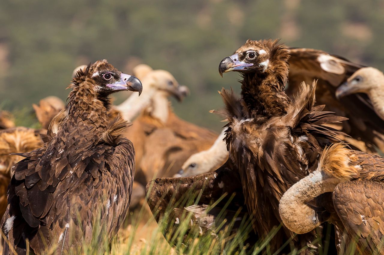 Buitres negros y leonados