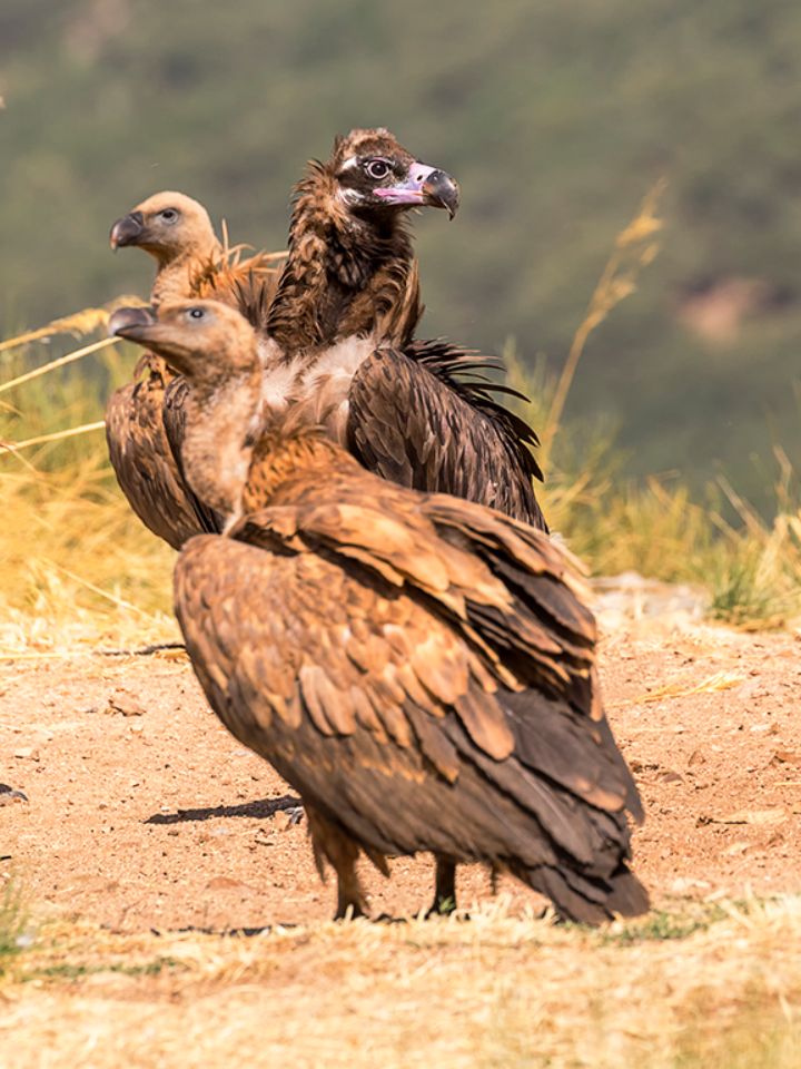 Buitre negro y leonados