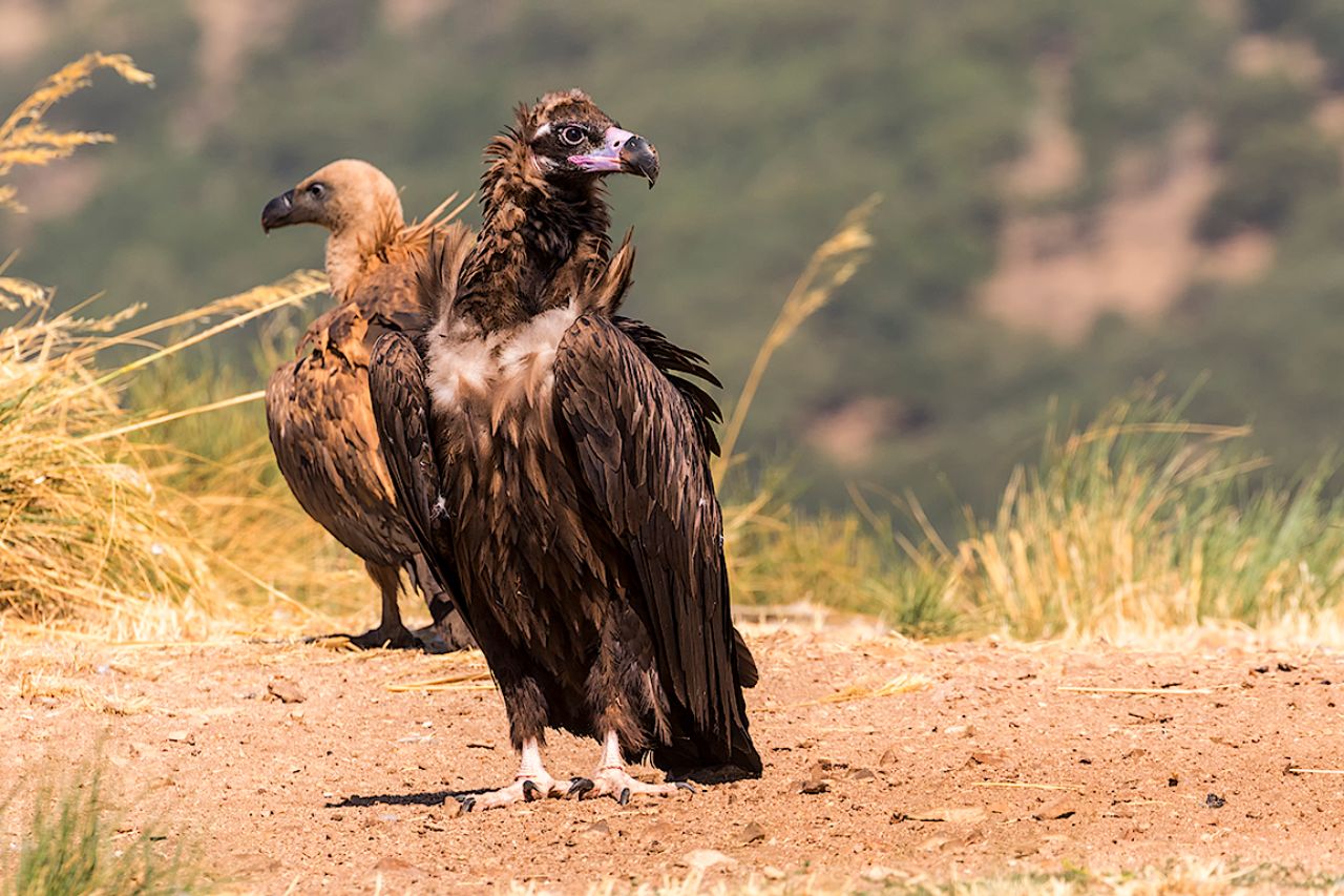 Buitre negro y leonado
